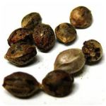 Семена марихуаны АК-47 (Seeds AK-47) в Кувандыке Семена марихуаны АК-47 (Seeds AK-47) в Кувандыке